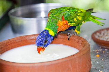 A rainbow lorikeet (Trichoglossus haemotodus) at Bird World in Kuranda, Queensland, Australia, Pacific