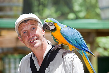 Blue and yellow macaw (Ara ararauna) at Bird World in Kuranda, perched on a tourist, Queensland, Australia, Pacific