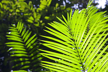 A tropical palm tree in the Daintree Rainforest, Queensland, Australia, Pacific