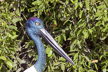 Close-up of a black necked stork (Jabiru) (Ephippiorhynchus asiaticus) in Hartleys Crocodile farm near Cairns, Queensland, Australia, Pacific