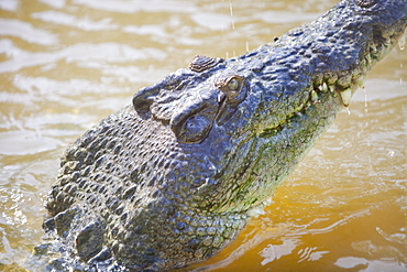 A captive salt water crocodile (Crocodilus porosus)in Hartleys Crocodile farm near Cairns, Queensland, Australia, Pacific