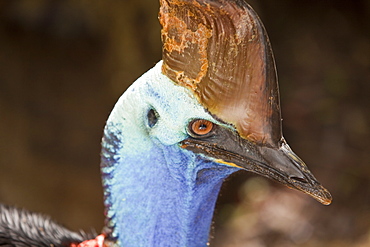 Southern Cassowary (Casuarius casuarius) in Bird World at Kuranda, Queensland, Australia, Pacific