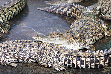 Crocodiles at Hartleys Crocodile Farm north of Cairns in Queensland, Australia, Pacific