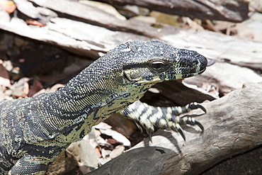 A Lace Monitor Lizard (Varanus varius) in Australia.