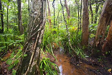 The Daintree rainforest in the North of Queensland, Australia, Pacific