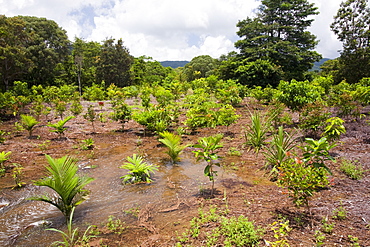 Trees planted by the Australian Rainforest Foundation in the Daintree rainforest, Queensland, Australia, Pacific