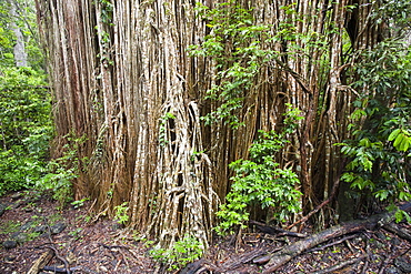 The Curtain Fig Tree, a massive Green Fig Tree (Ficus virens) in the Daintree Rainforest on the Atherton Tablelands, Queensland, Australia, Pacific