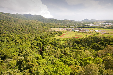 The forest canopy of the Daintree rainforest in northern Queensland, Australia, Pacific