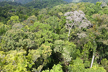 The forest canopy of the Daintree rainforest in northern Queensland, Australia, Pacific