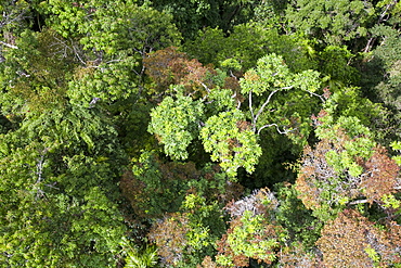 The forest canopy of the Daintree rainforest in northern Queensland, Australia, Pacific