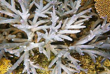 Coral on the Great Barrier Reef, off Cairns, Queensland, Australia, Pacific