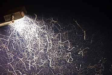 Insects attracted to a floodlight in Orbost, New South Wales, Australia, Pacific