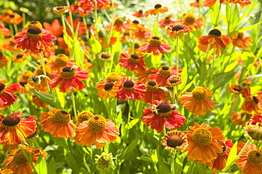 Daisies in Holehird Gardens, Windermere, Lake District, Cumbria, England, United Kingdom, Europe