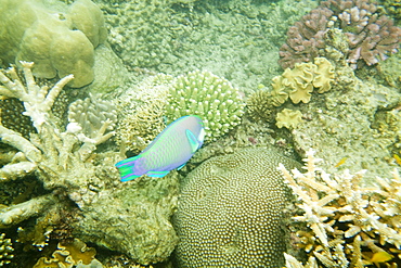 Coral on the Great Barrier Reef, off Cairns, Queensland, Australia, Pacific