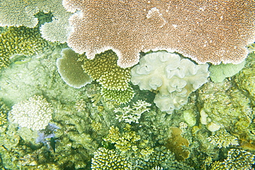 Coral on the Great Barrier Reef, off Cairns, Queensland, Australia, Pacific