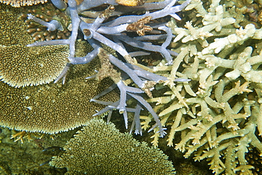 Coral on the Great Barrier Reef, off Cairns, Queensland, Australia, Pacific