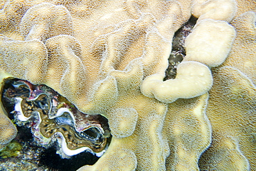 Giant clam amongst the soft coral on the Great Barrier Reef, off Cairns, Queensland, Australia, Pacific