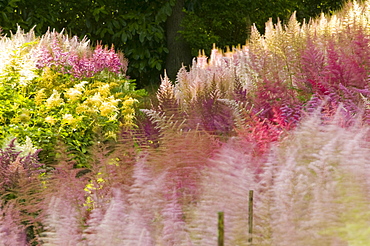 The National Collection of Astilbes in Holehird Garden, Windermere, Lake District, Cumbria, England, United Kingdom, Europe