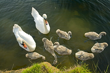 Mute swans and cygnets, Lake District, Cumbria, England, United Kingdom, Europe