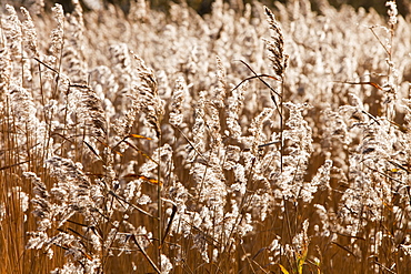 Phragmites reedbed at Leighton Moss RSPB Reserve in Lancashire, England, United Kingdom, Europe