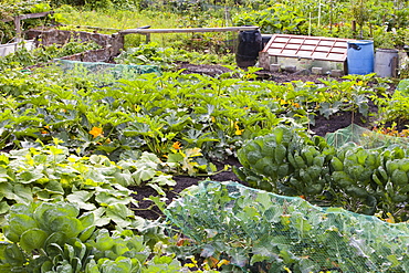 Allotments for growing fruit, vegetables and flowers in Durham, England, United Kingdom, Europe