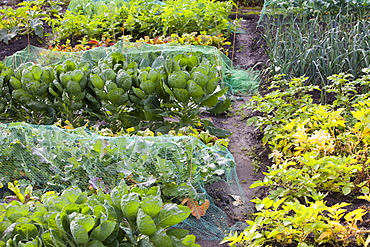 Allotments for growing fruit, vegetables and flowers in Durham, England, United Kingdom, Europe