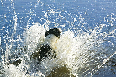 Border collie leaping into a Lakeland tarn to fetch a stick, Cumbria, England, United Kingdom, Europe