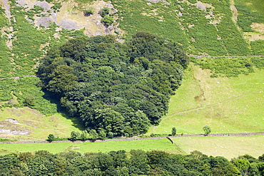 A woodland in Tebay planted by a farmer in memory of his wife, in the shape of a heart, Cumbria, England, United Kingdom, Europe