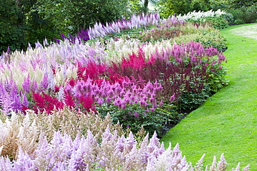 The National Collection of Astilbes in Holehird Garden, Windermere, Lake District, Cumbria, England, United Kingdom, Europe