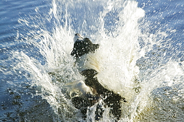 Border collie leaping into a Lakeland tarn to fetch a stick, Cumbria, England, United Kingdom, Europe