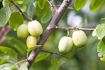 Plums growing in a garden in Ambleside as part of a drive to be self sufficient, Cumbria, England, United Kingdom, Europe