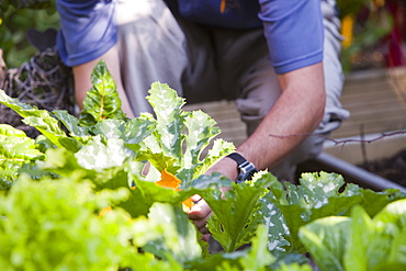 Salad and vegetables growing in a garden in Ambleside as part of a drive to be self sufficient, Cumbria, England, United Kingdom, Europe