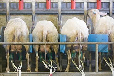 Milking sheep on a farm in Lazonby, Cumbria, England, United Kingdom, Europe