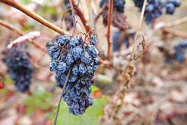 Vineyard near Teos with grapes that have shrivelled up in the drought like conditions, Turkey, Eurasia