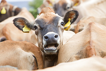 Jersey cows on a farm in the Yorkshire Dales near Bainbridge, Yorkshire, England, United Kingdom, Europe