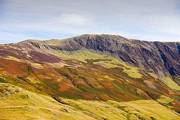 Mountain vegetation on the side of Hindscarth in the Lake District, Cumbria, England, United Kingdom, Europe