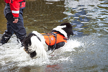 A Red Crosss water safety dog at the Great North Swim on Windermere, Lake District, Cumbria, United Kingdom, Europe