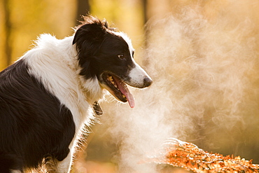 A Border Collie panting after exercise in woodland near Ambleside, Cumbria, England, United Kingdom, Europe