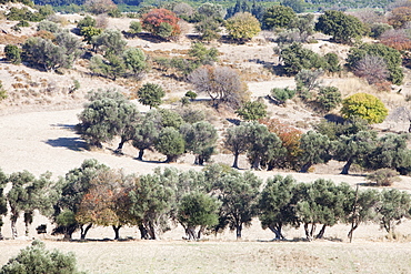 Olive groves in Teos, Turkey, Eurasia