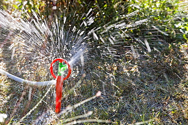 Watering a garden in Teos, Western Turkey, Eurasia