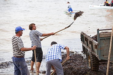 Workers shovel sea weed off the beach after a storm in Teos, Turkey, Eurasia