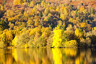 Autumn colours around Grasmere Lake in the Lake District National Park, Cumbria, England, United Kingdom, Europe