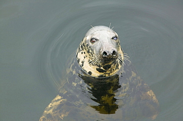 Grey seal in Lochinver Harbour, Sutherland, Scotland, United Kingdom, Europe