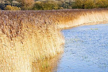 Phragmites reedbed at Leighton Moss RSPB Reserve in Lancashire, England, United Kingdom, Europe