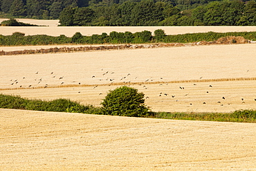 Cereal crops after harvesting in Weybourne, Norfolk, England, United Kingdom, Europe