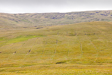 Boggy moorland above Wet Sleddale with drainage ditches dug into the peat, known as gripping, to try and make the ground more suitable for sheep grazing, Cumbria, England, United Kingdom, Europe