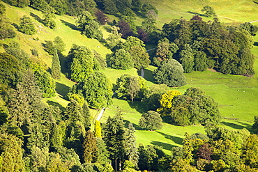 Trees in parkland in the grounds of Rydal Hall, near Ambleside in the Lake District, Cumbria, England, United Kingdom, Europe