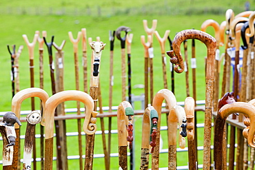 Shepherds crooks being judged at the Vale of Rydal Sheepdog Trials, Ambleside, Lake District, Cumbria, England, United Kingdom, Europe