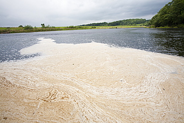 Scum floating on the River Ribble near Clitheroe, Lancashire, England, United Kingdom, Europe