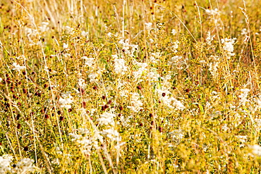 Meadowsweet (Filipendula ulmaria) growing in a wild flower meadow on the side of the River Brathay, Amblesaide, Lake District, Cumbria, England, United Kingdom, Europe